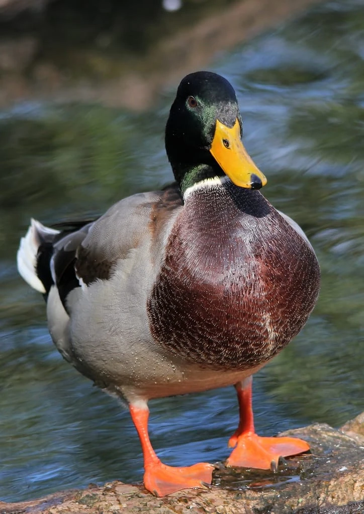 Duck