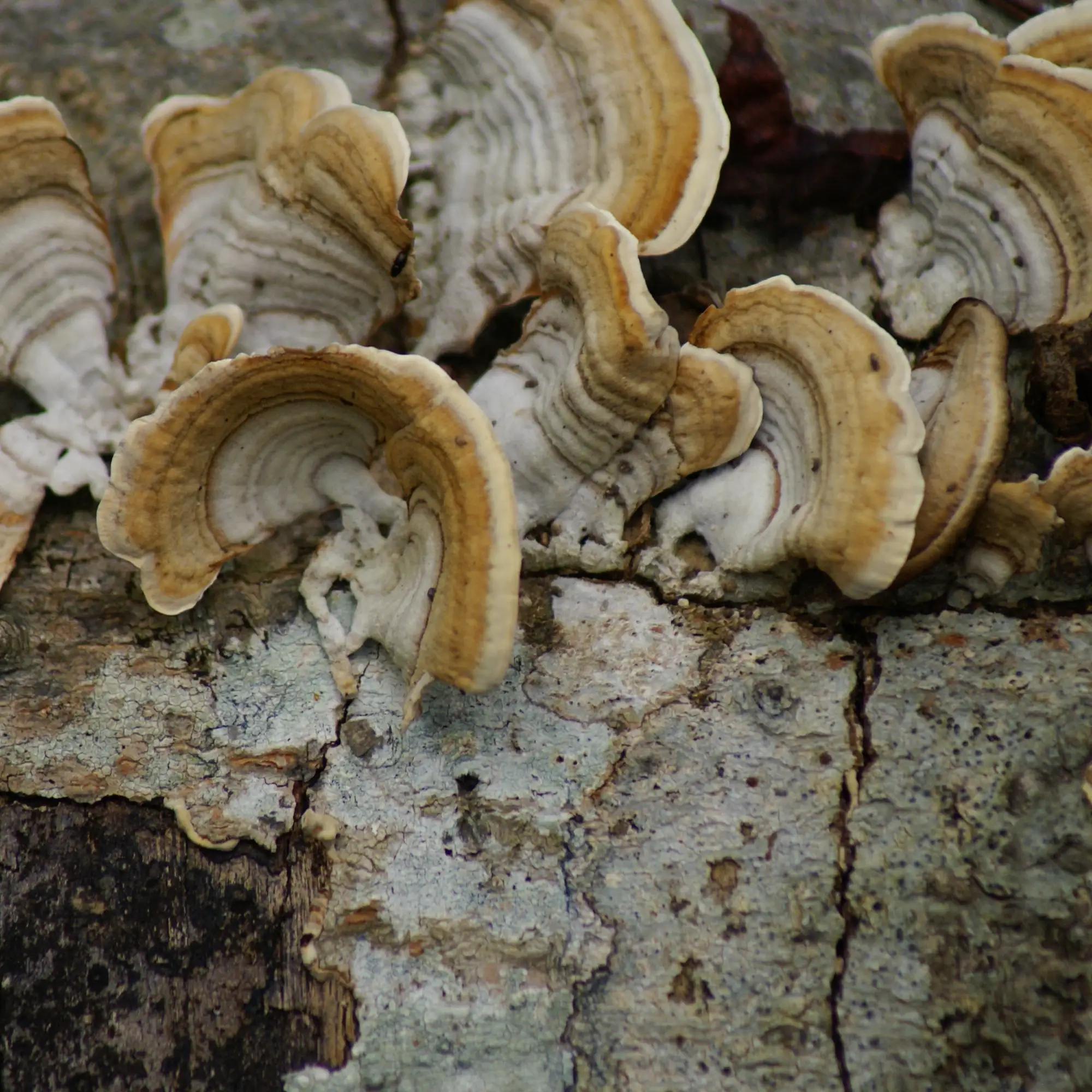 Crop Residue & Weed Decomposer